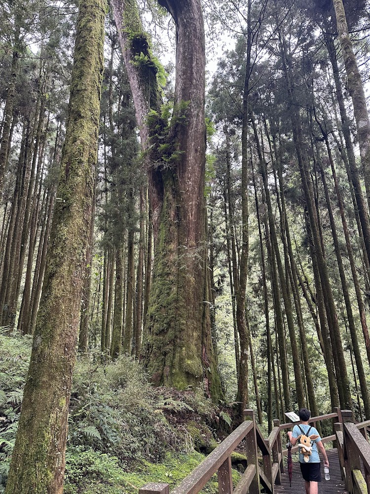 巨木群棧道