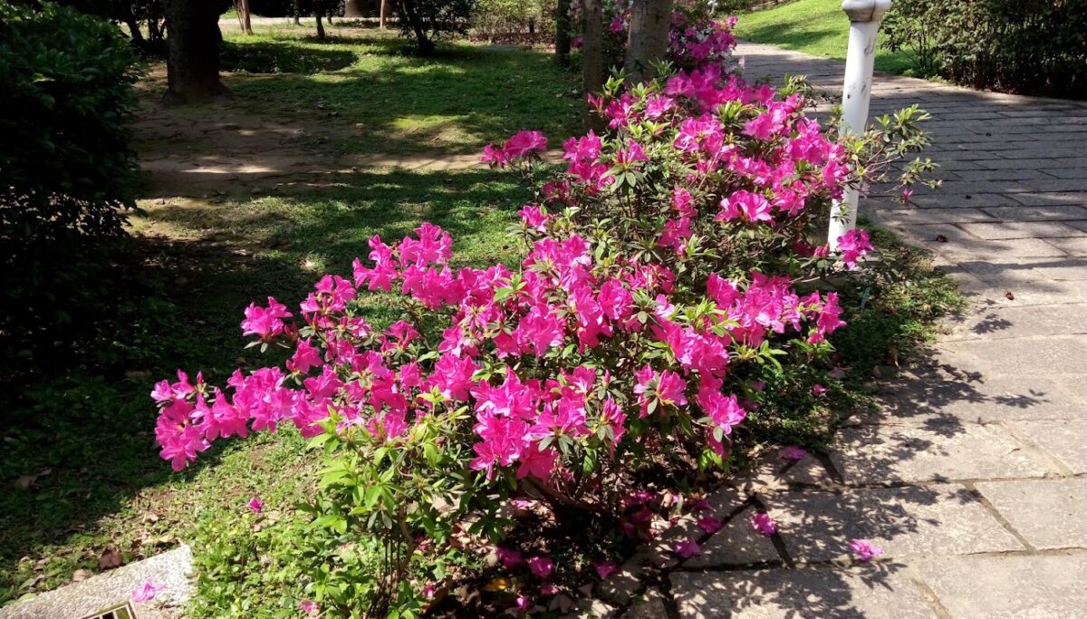 北投公園一隅