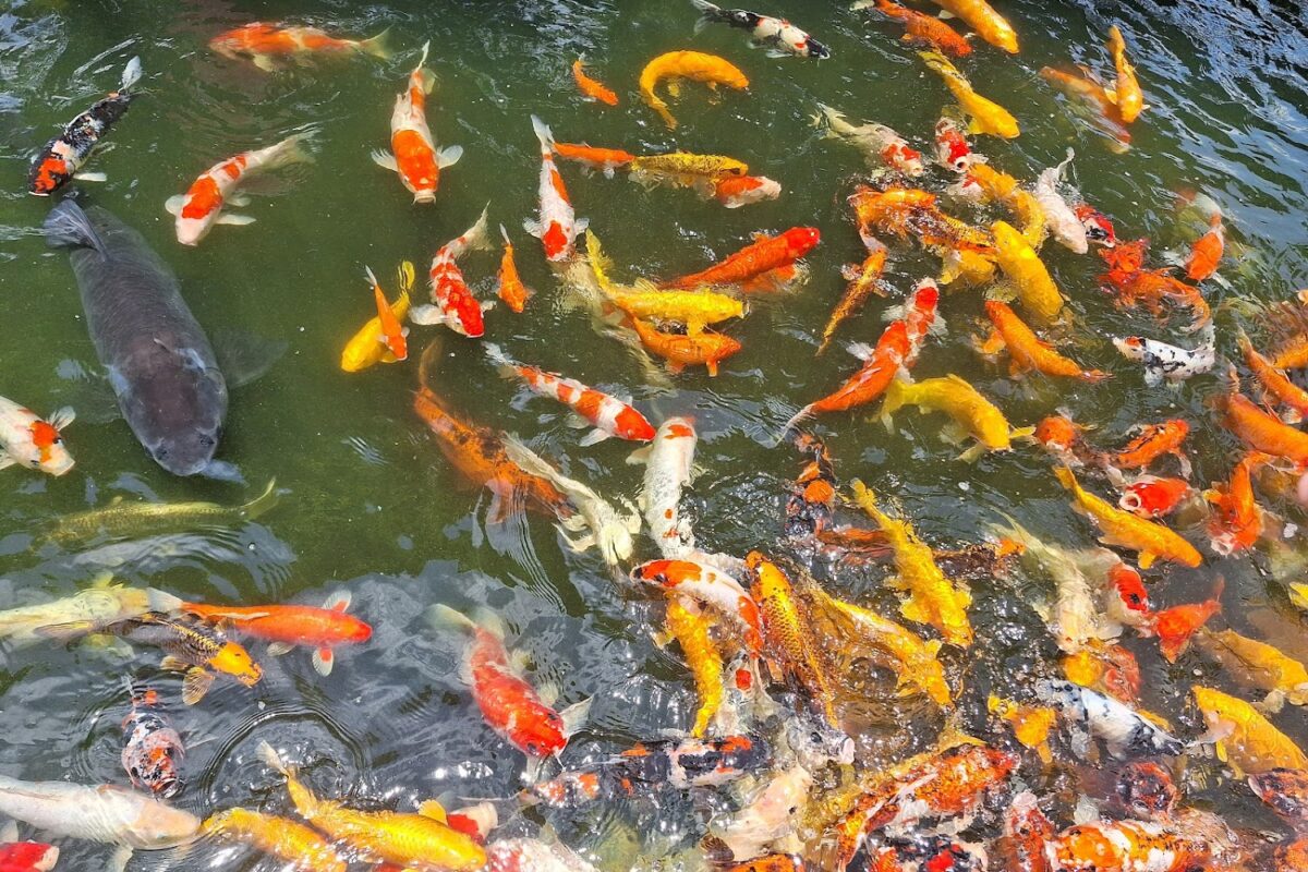 千巧谷牛樂園牧場