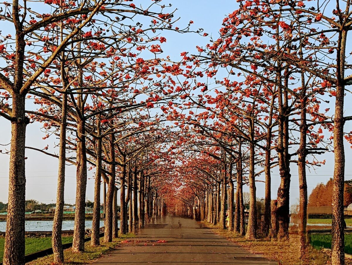 虎尾木棉花道盛開美景