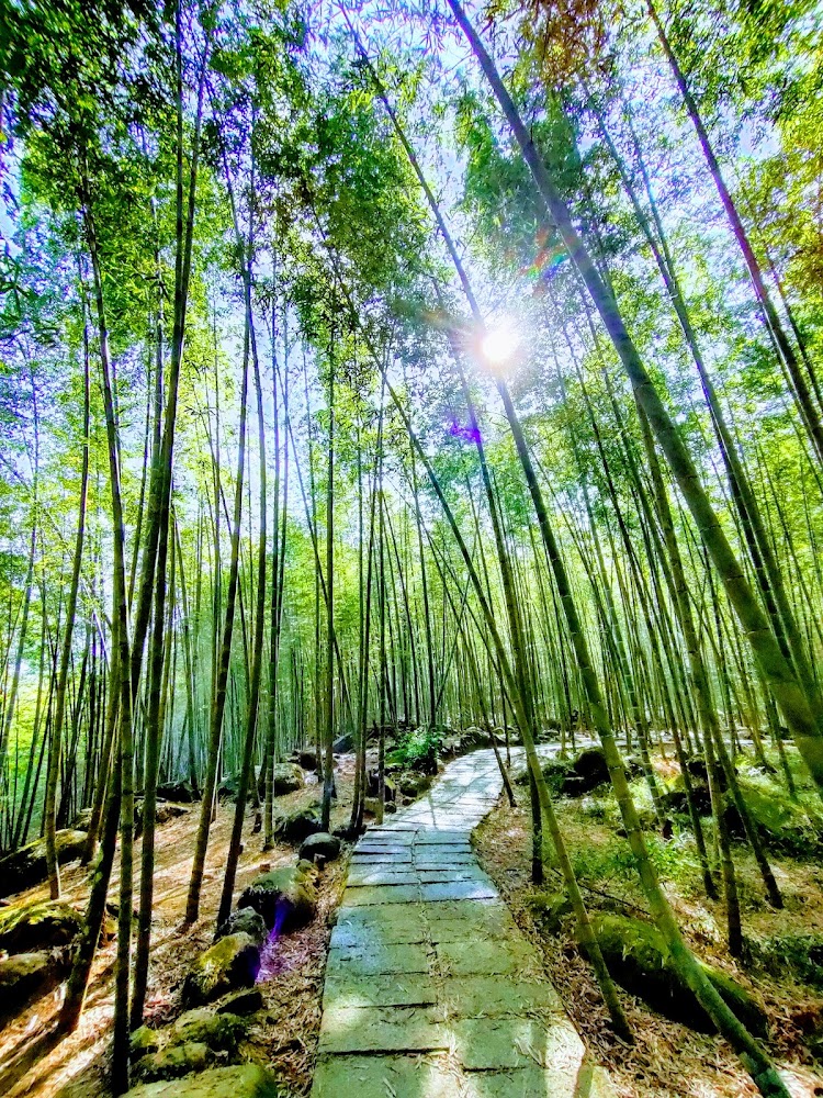 孟宗竹林古戰場竹海